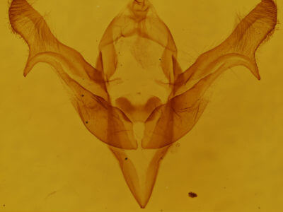 genitalia view of adult Feralia major