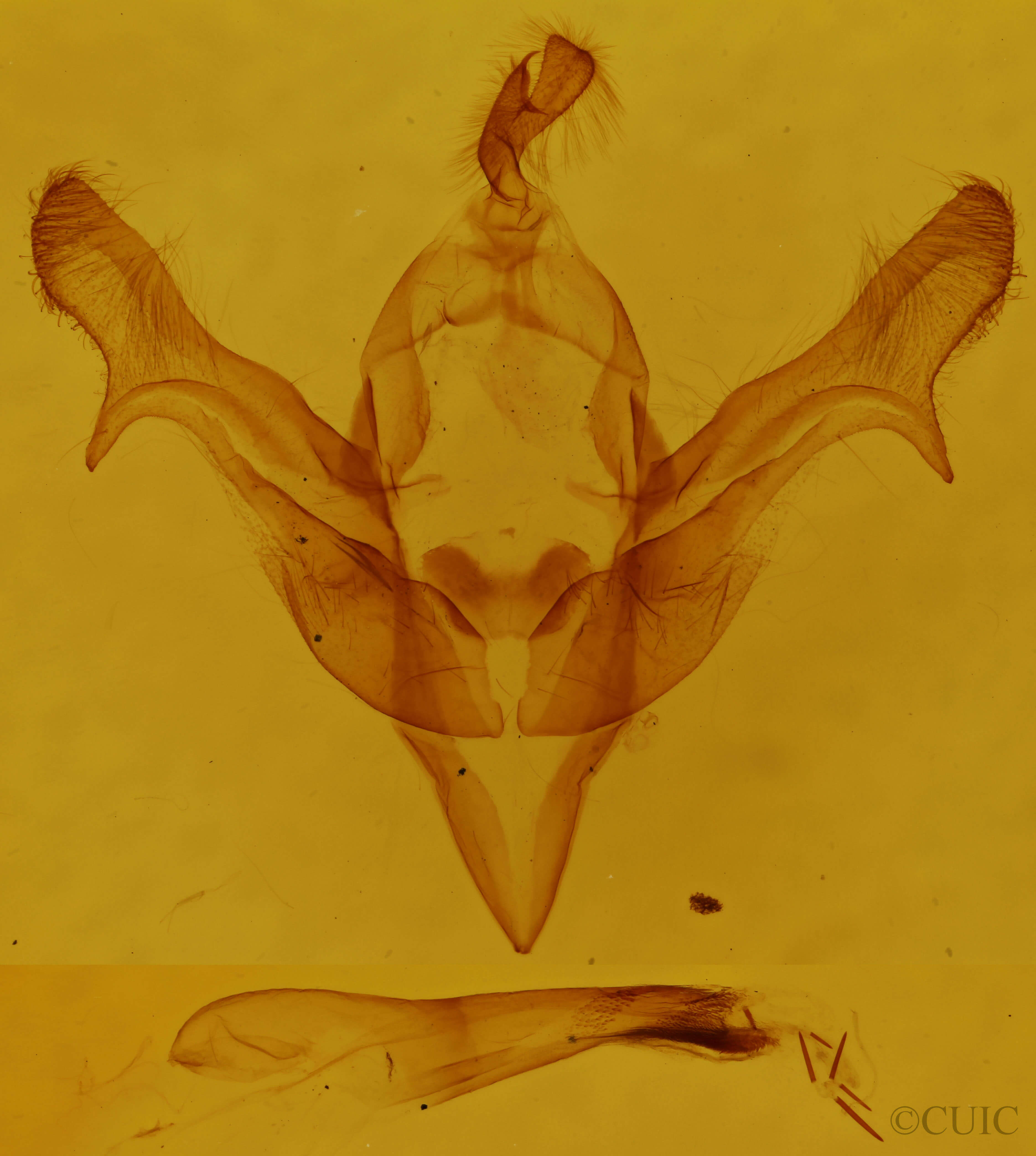 genitalia view of adult Feralia major