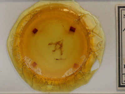 slide view of adult Feralia major