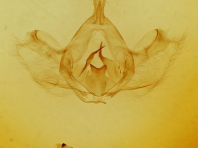 genitalia view of pupa Gluphisia avimacula