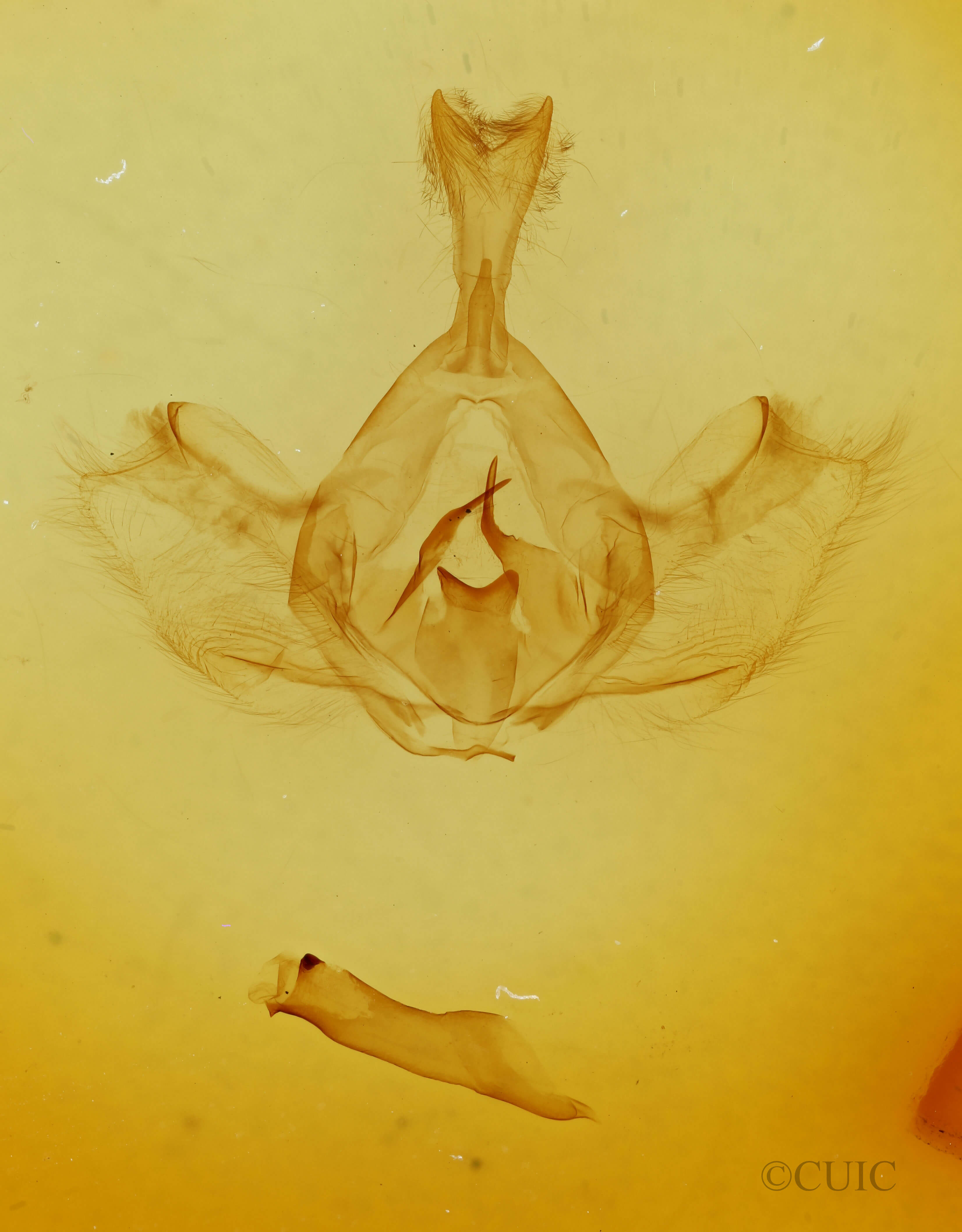 genitalia view of pupa Gluphisia avimacula