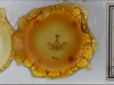 slide view of adult Gluphisia avimacula