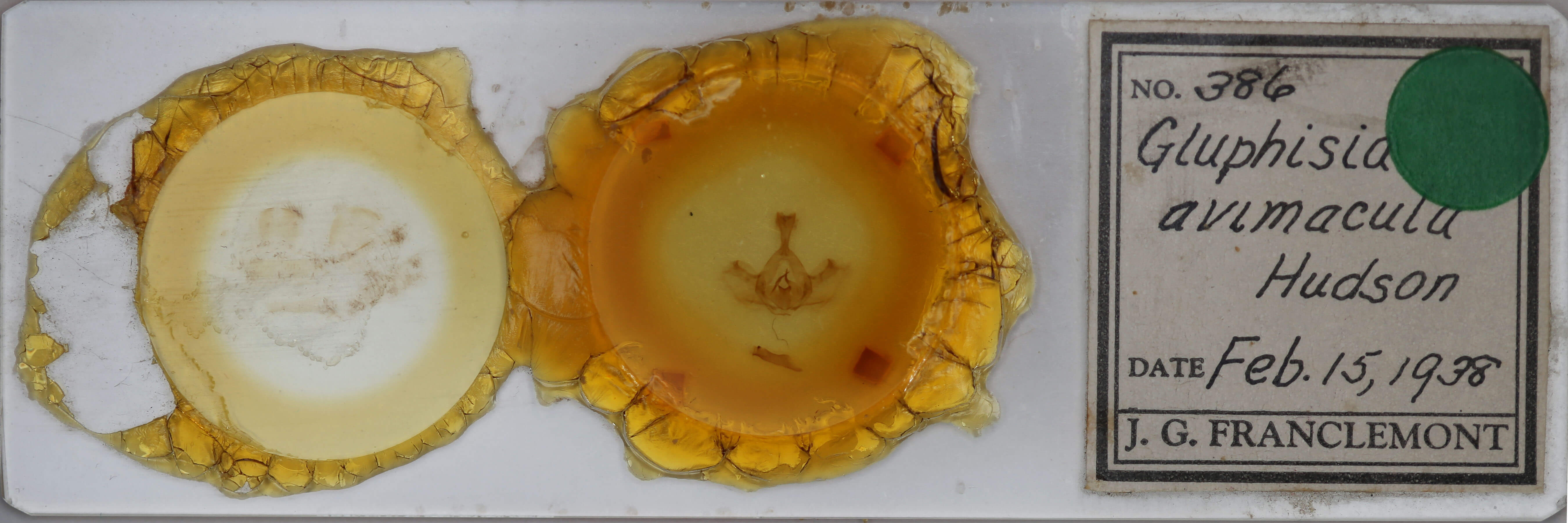 slide view of adult Gluphisia avimacula