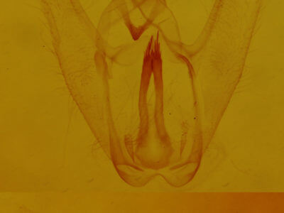 genitalia view of adult Gueneria similaria