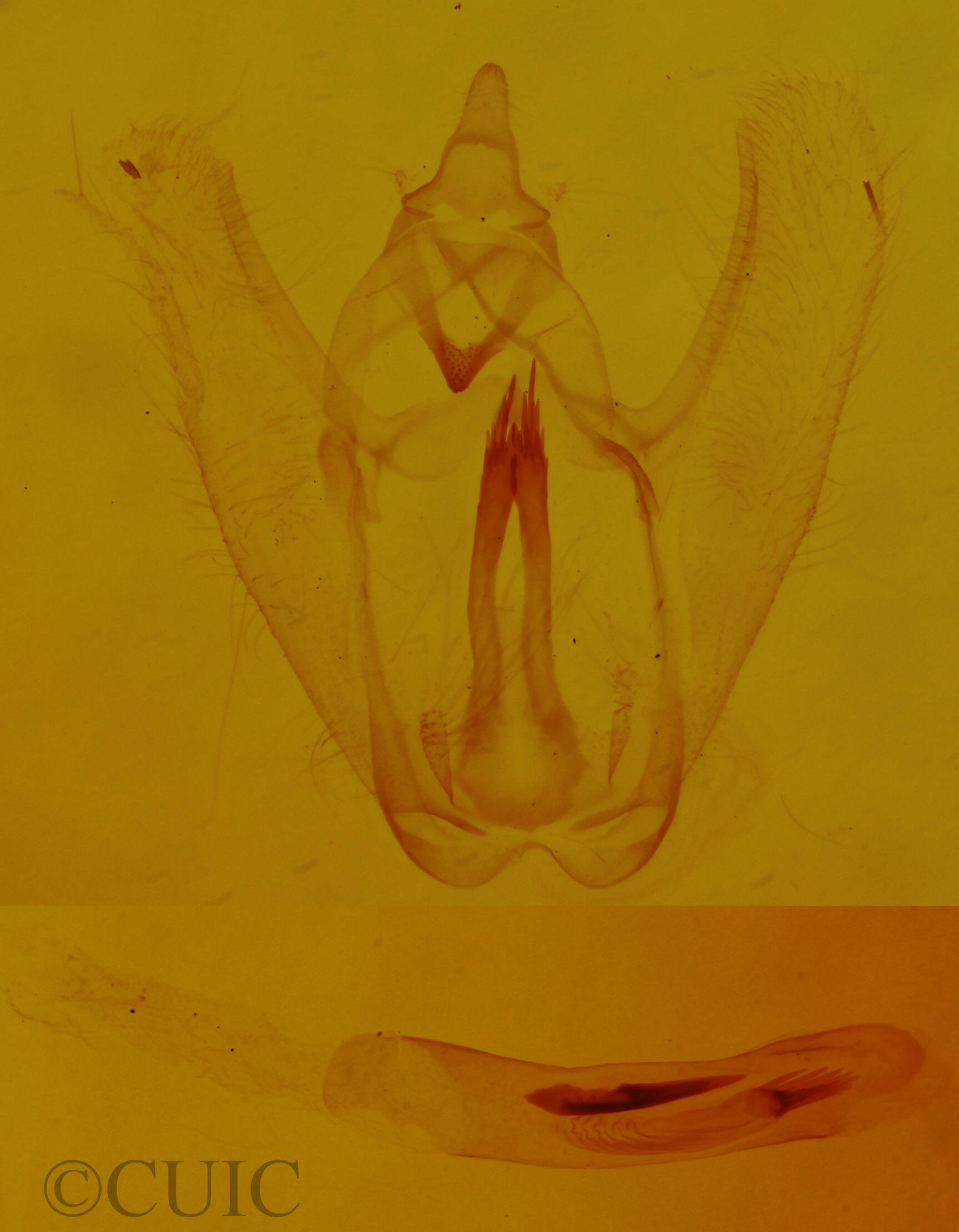 genitalia view of adult Gueneria similaria