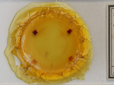 slide view of adult Gueneria similaria