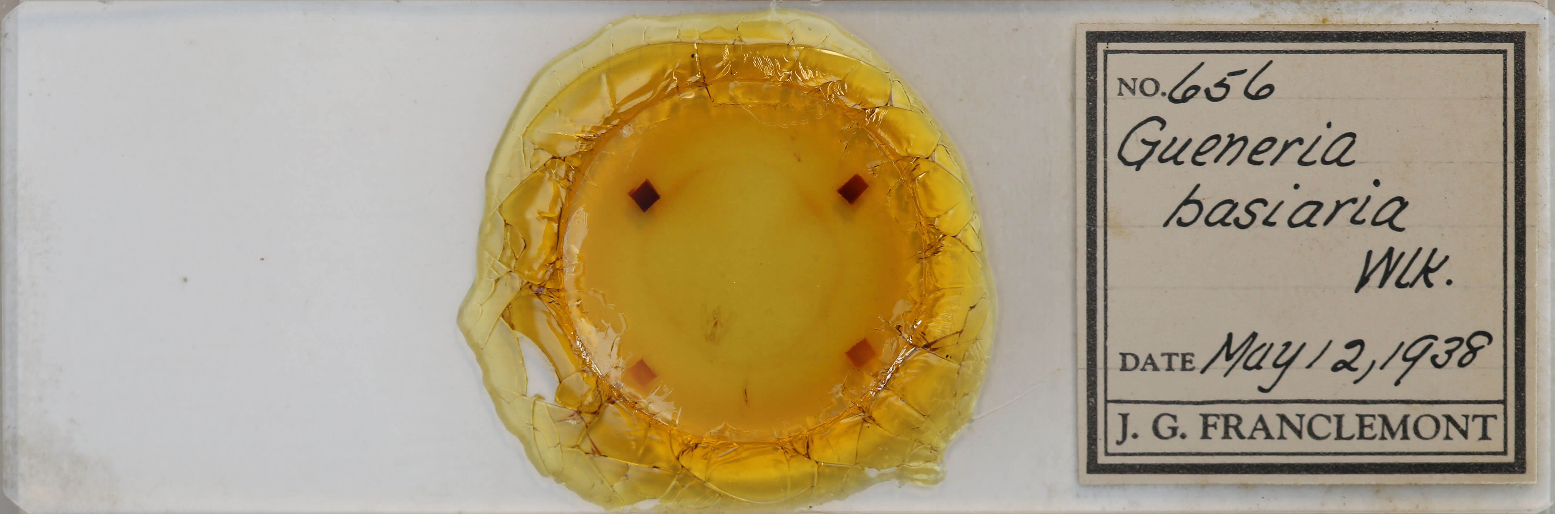 slide view of adult Gueneria similaria