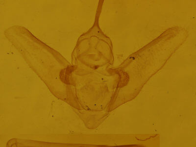 genitalia view of adult Heterophleps refusaria