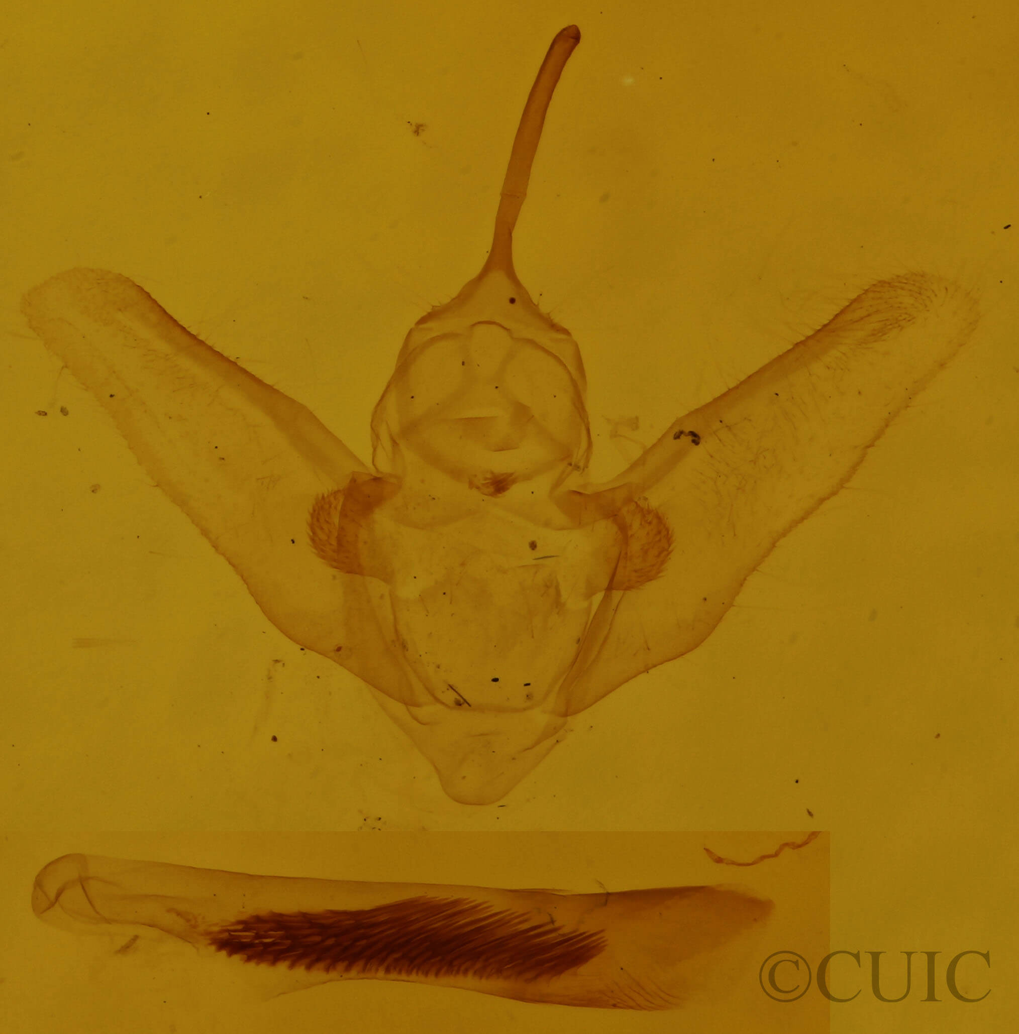 genitalia view of adult Heterophleps refusaria