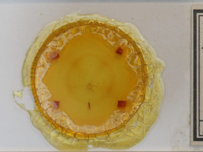 slide view of adult Heterophleps refusaria