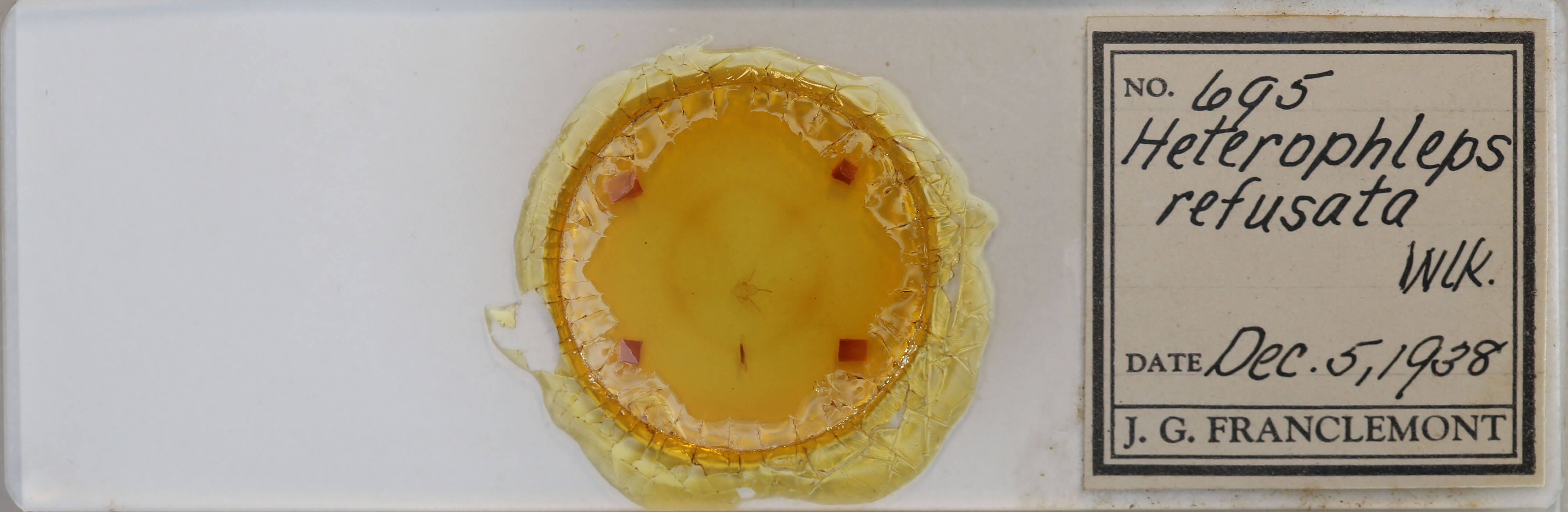 slide view of adult Heterophleps refusaria