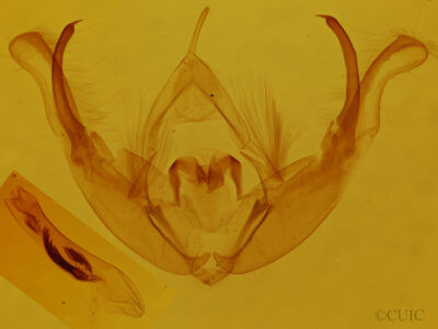 genitalia view of adult Orthimella fidelis