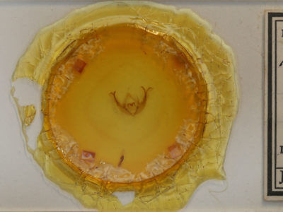 slide view of adult Orthimella fidelis