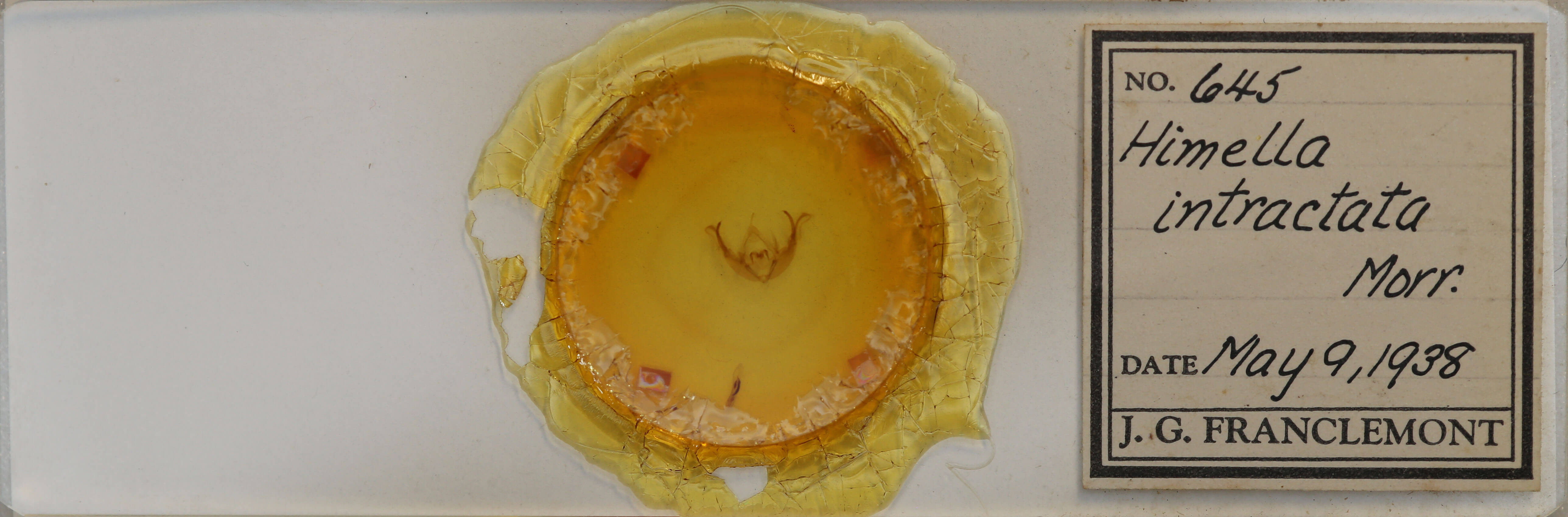 slide view of adult Orthimella fidelis