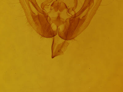 genitalia view of adult Homoanarta falcata