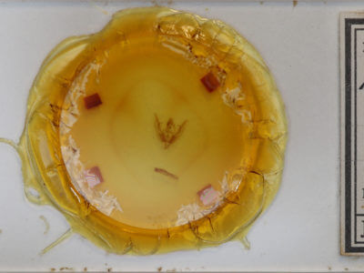 slide view of adult Homoanarta falcata