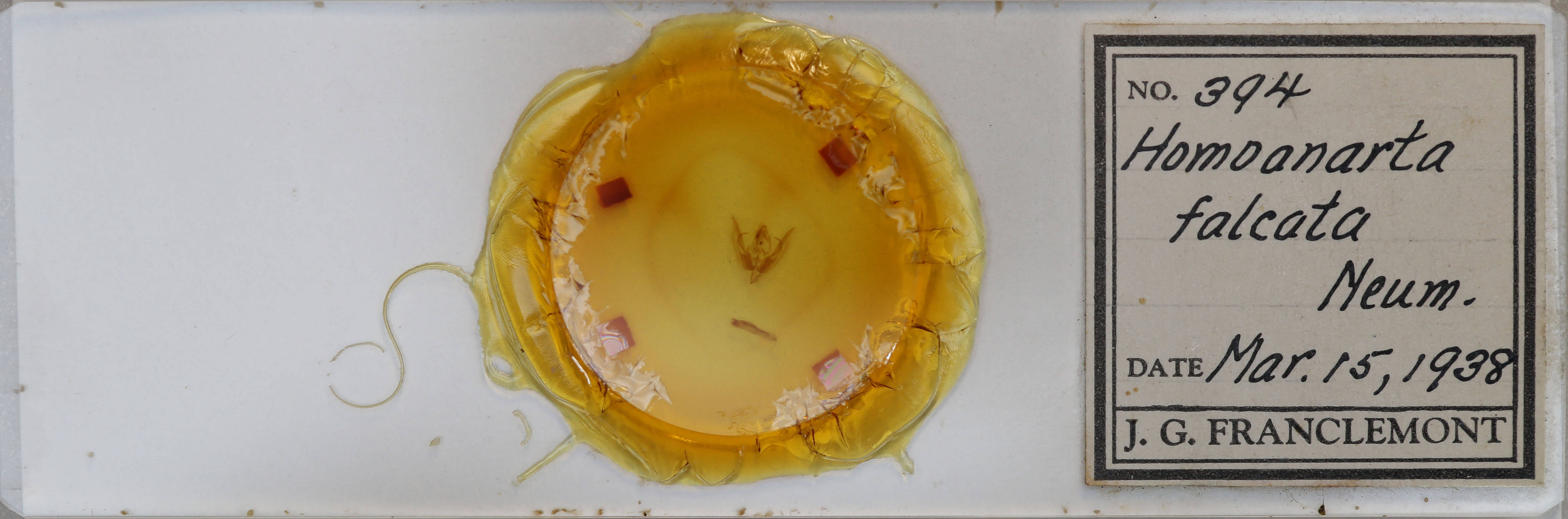 slide view of adult Homoanarta falcata