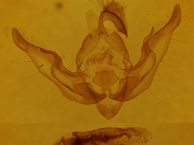 genitalia view of adult Homoanarta peralta