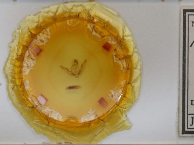 slide view of adult Homoanarta peralta