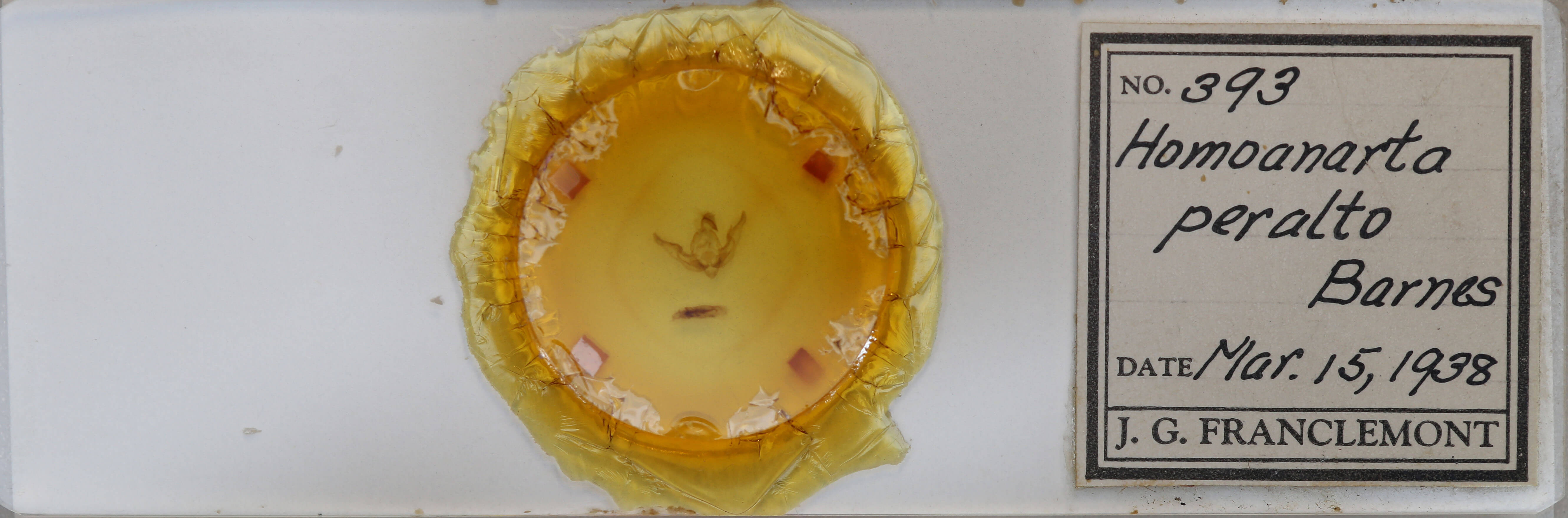 slide view of adult Homoanarta peralta