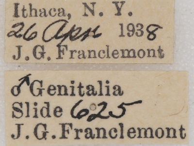 label view of adult Homochlodes fritillaria