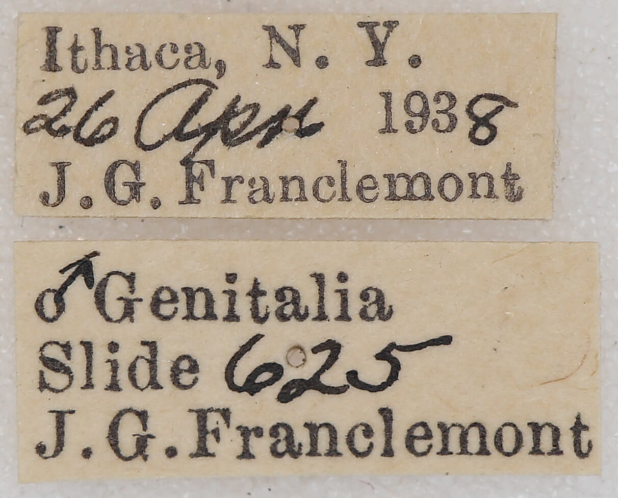 label view of adult Homochlodes fritillaria
