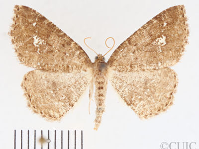 dorsal view of adult Homochlodes fritillaria
