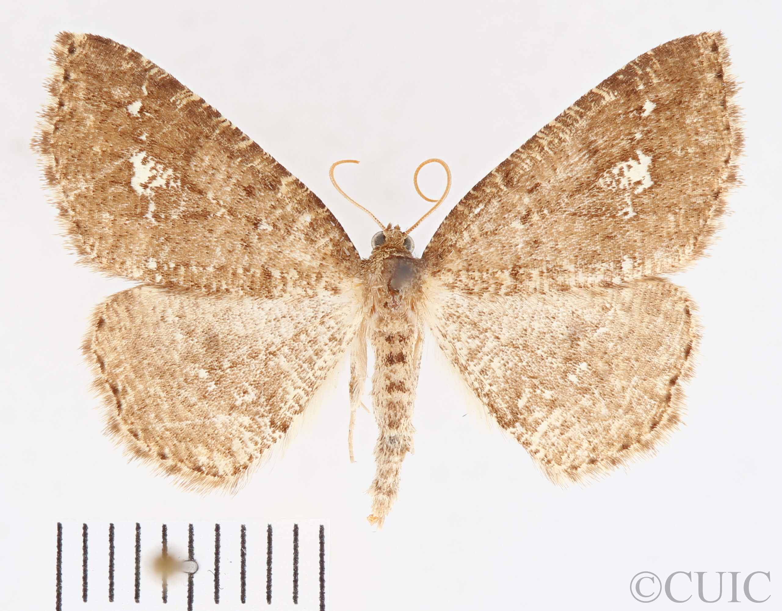 dorsal view of adult Homochlodes fritillaria