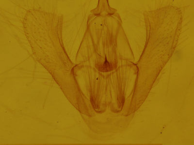 genitalia view of adult Homochlodes fritillaria