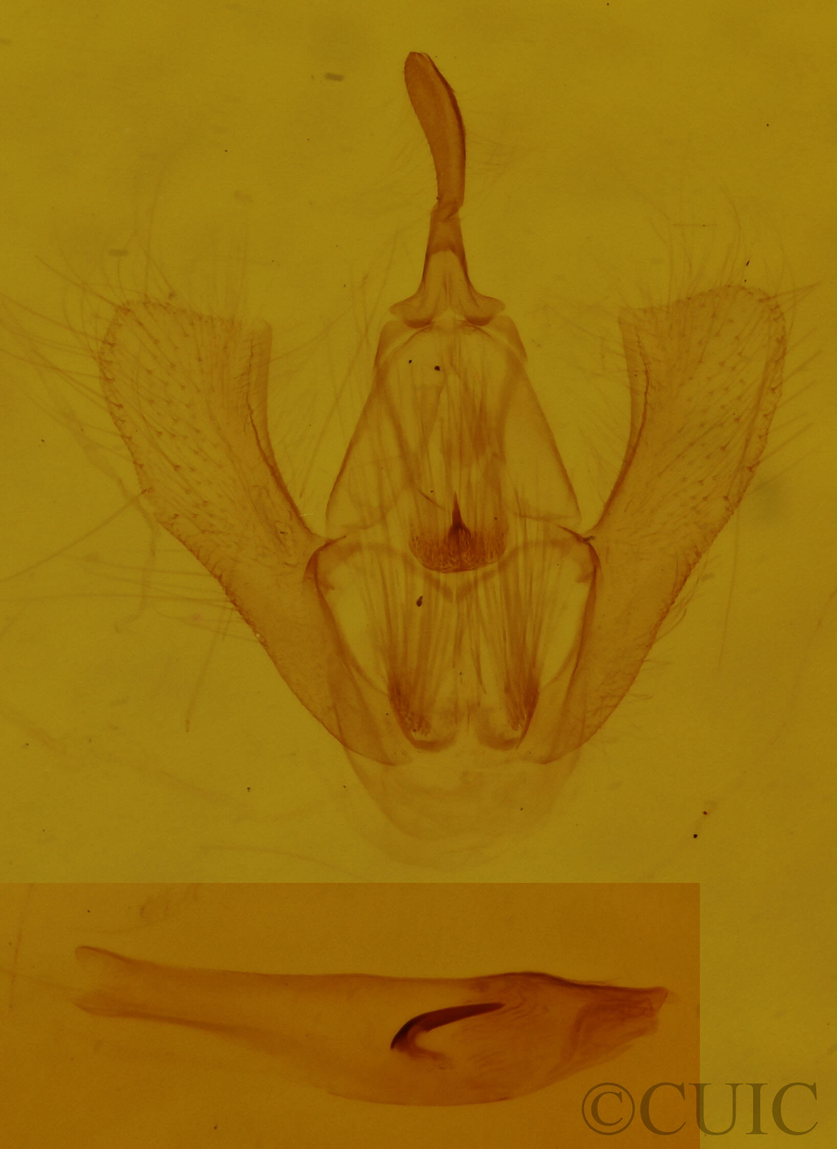 genitalia view of adult Homochlodes fritillaria