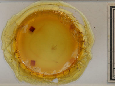 slide view of adult Homochlodes fritillaria