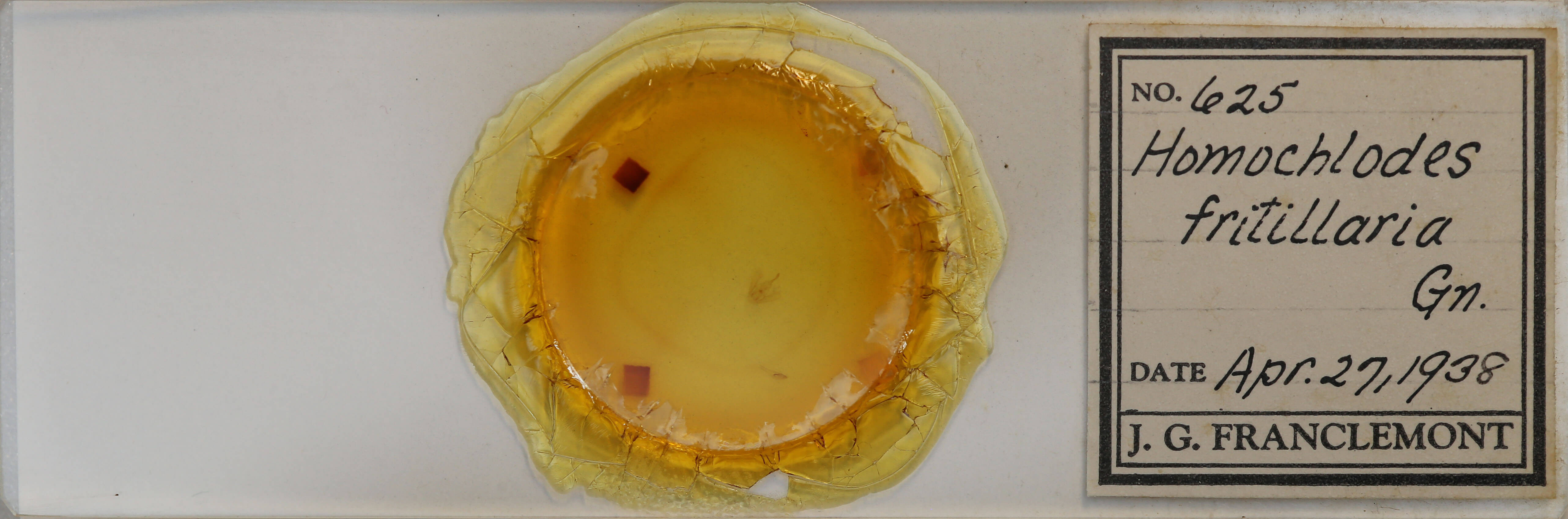 slide view of adult Homochlodes fritillaria