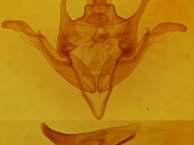 genitalia view of adult Homoglaea carbonaria
