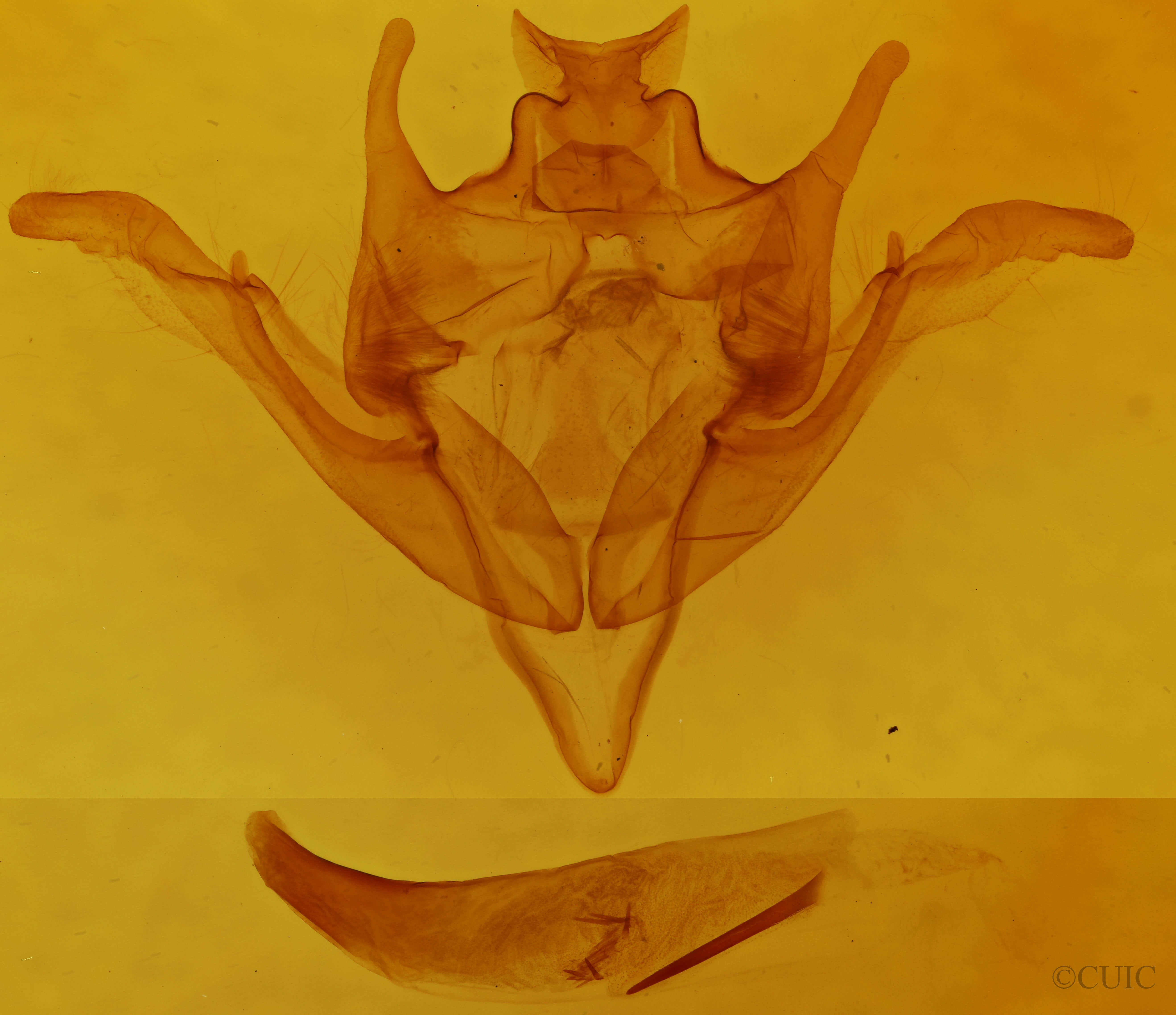 genitalia view of adult Homoglaea carbonaria