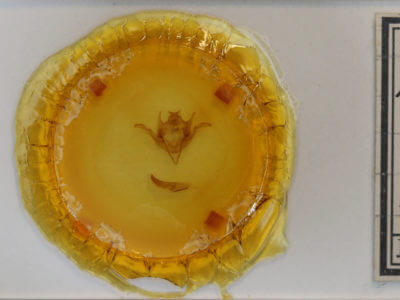 slide view of adult Homoglaea carbonaria