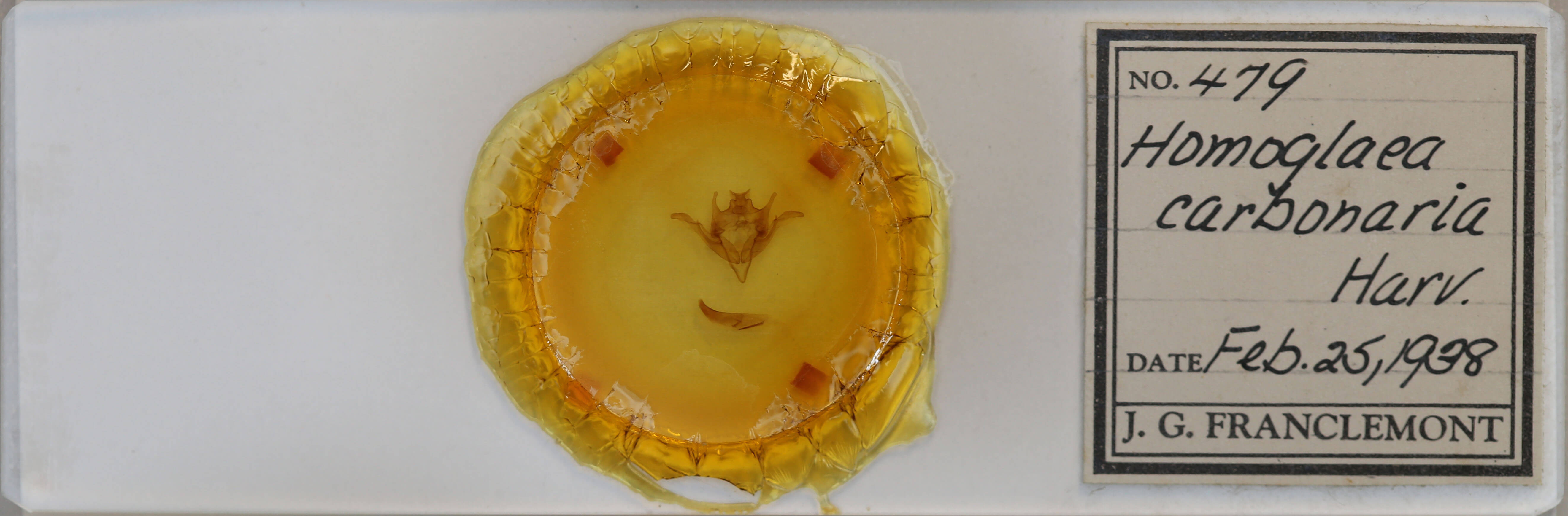 slide view of adult Homoglaea carbonaria