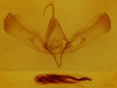genitalia view of adult Sympistis inconstans