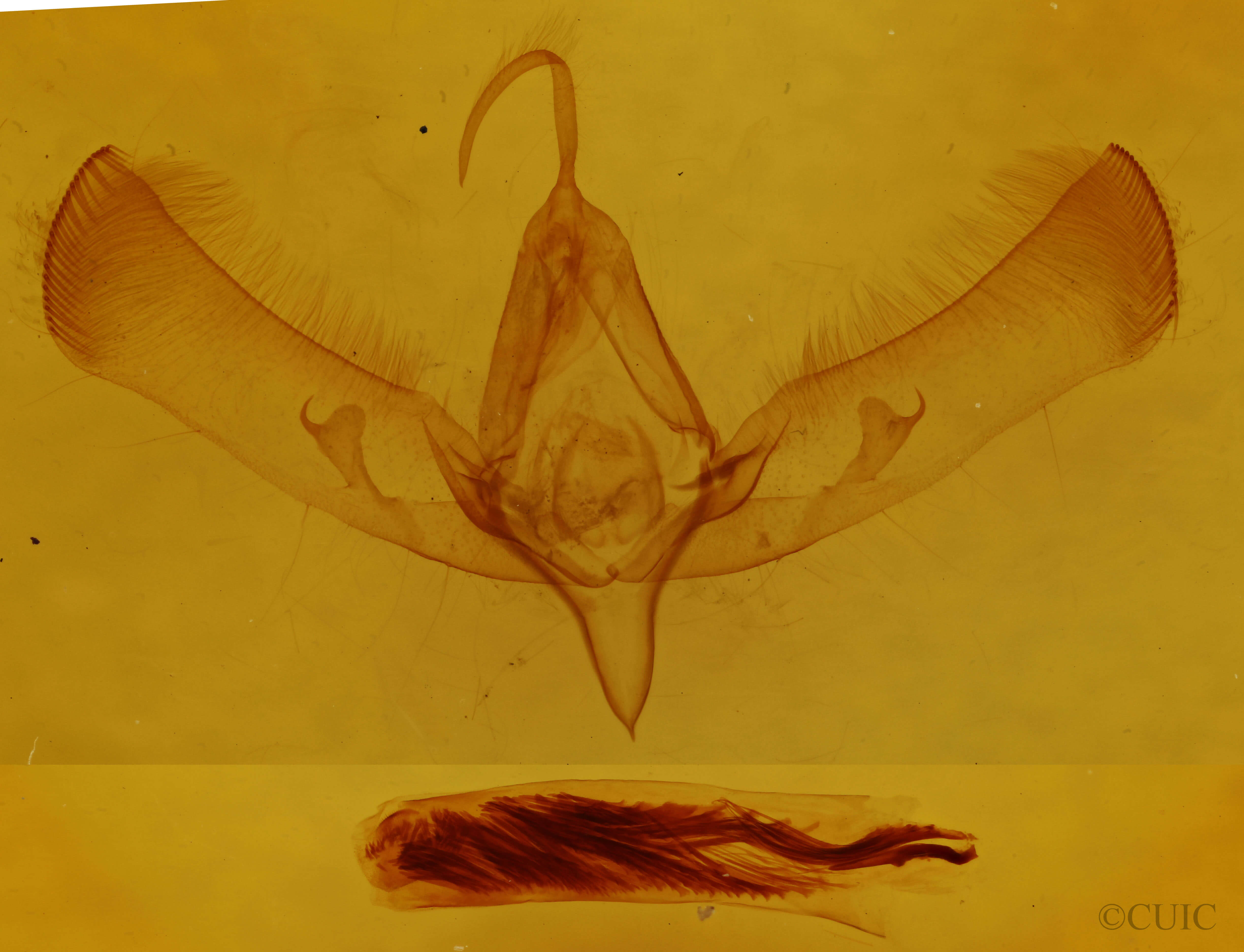 genitalia view of adult Sympistis inconstans