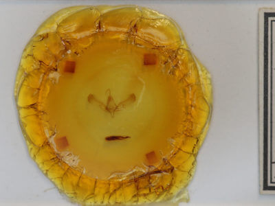 slide view of adult Sympistis inconstans