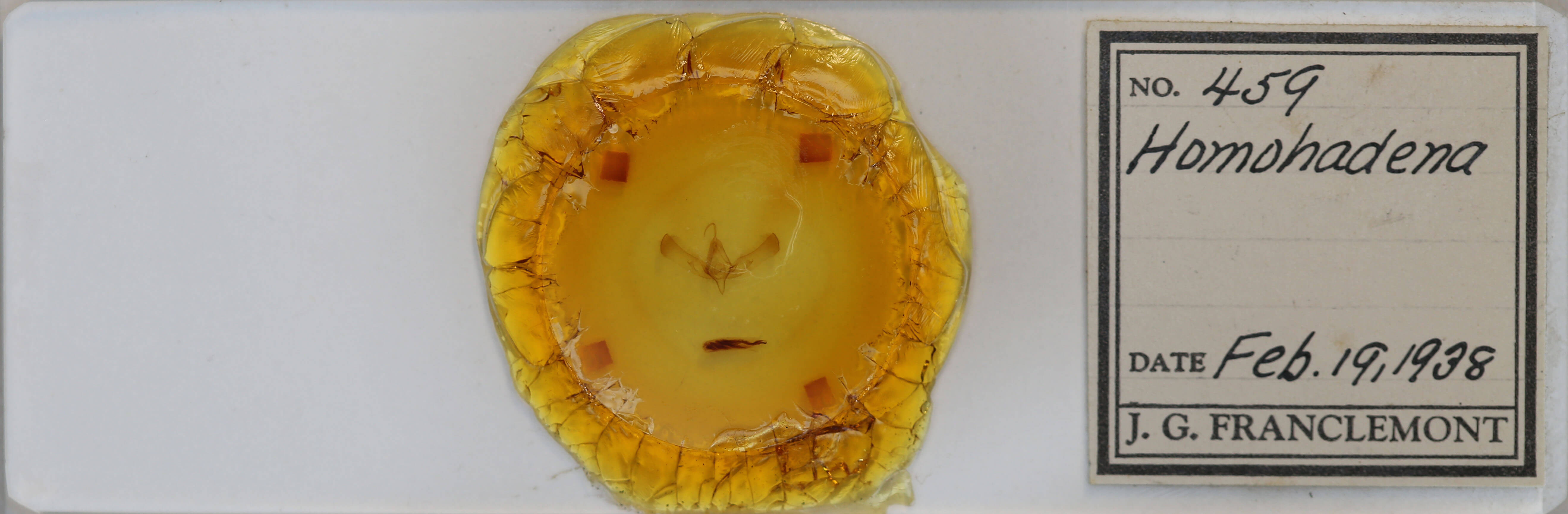 slide view of adult Sympistis inconstans