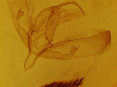 genitalia view of adult Sympistis sp.