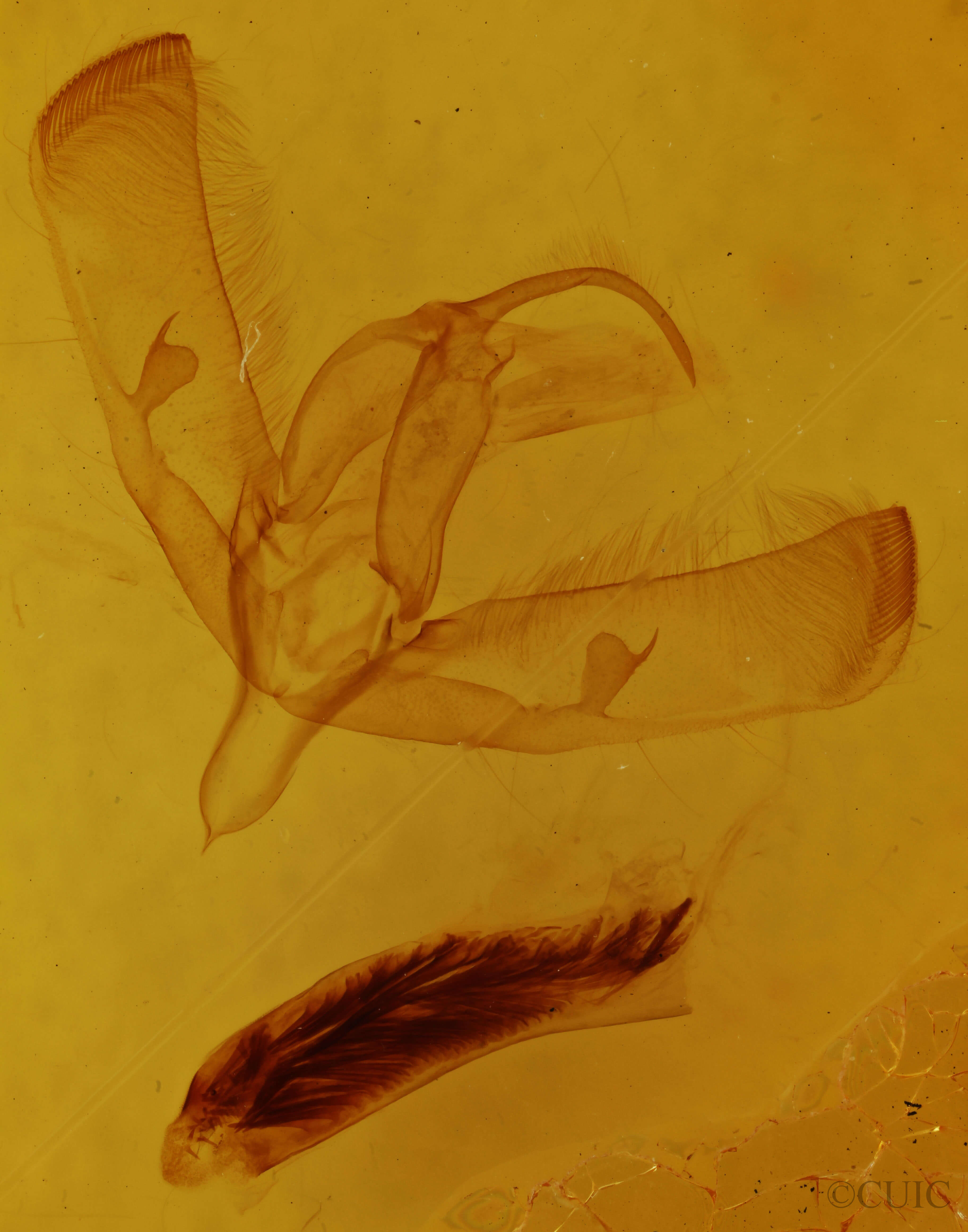 genitalia view of adult Sympistis sp.