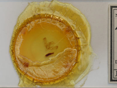 slide view of adult Sympistis sp.