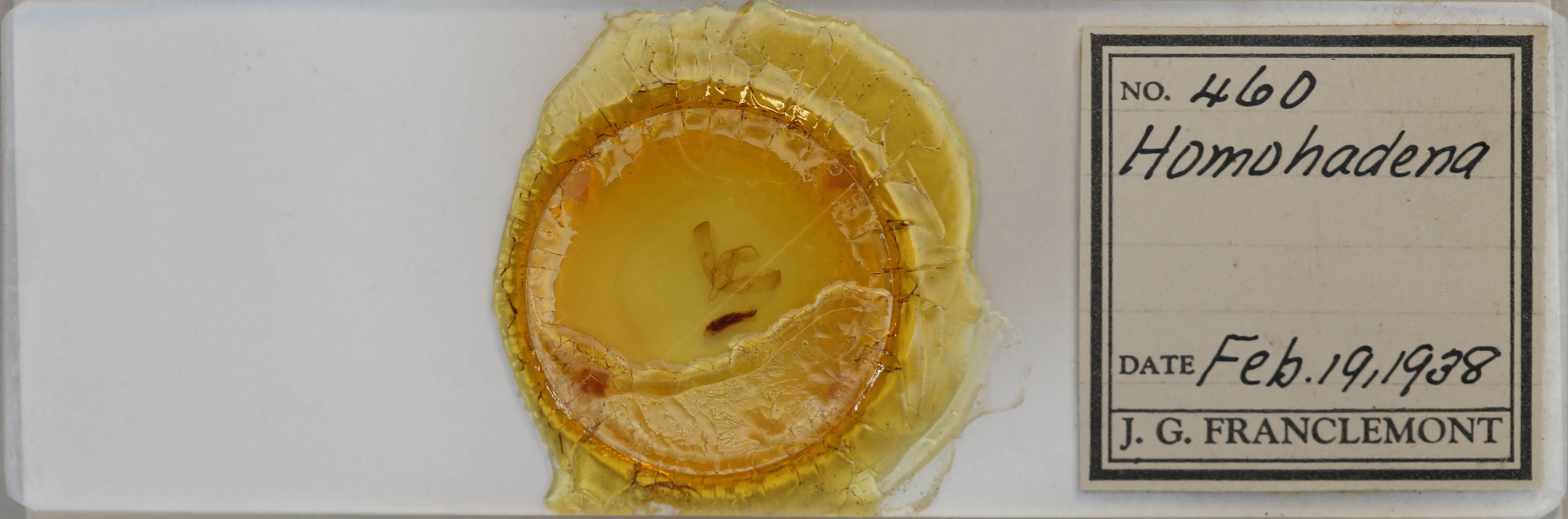 slide view of adult Sympistis sp.