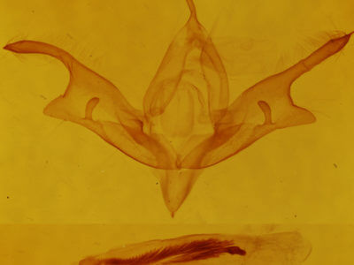 genitalia view of adult Sympistis sp.