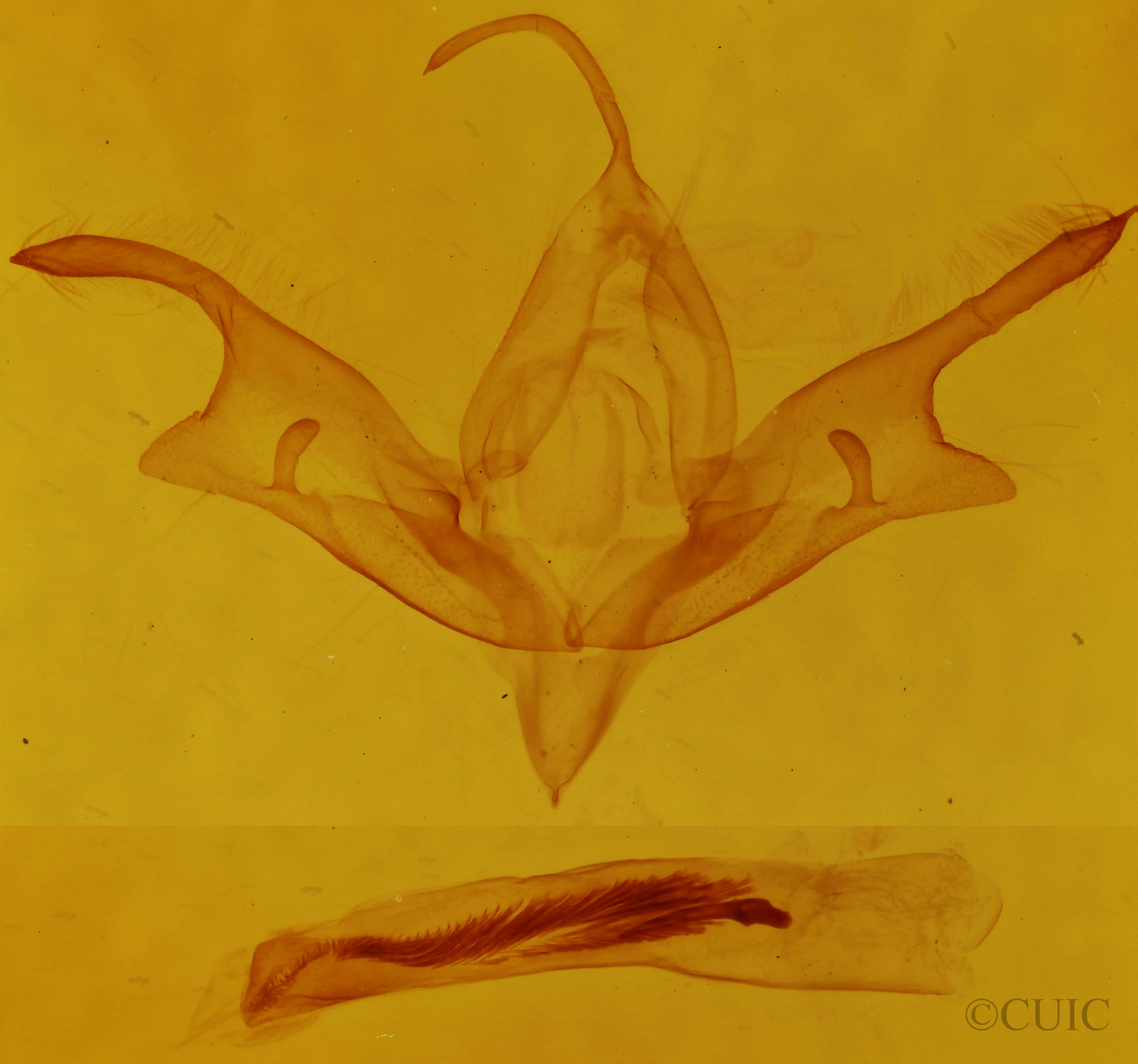 genitalia view of adult Sympistis sp.