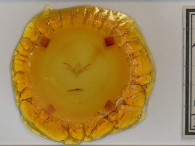 slide view of adult Sympistis sp.