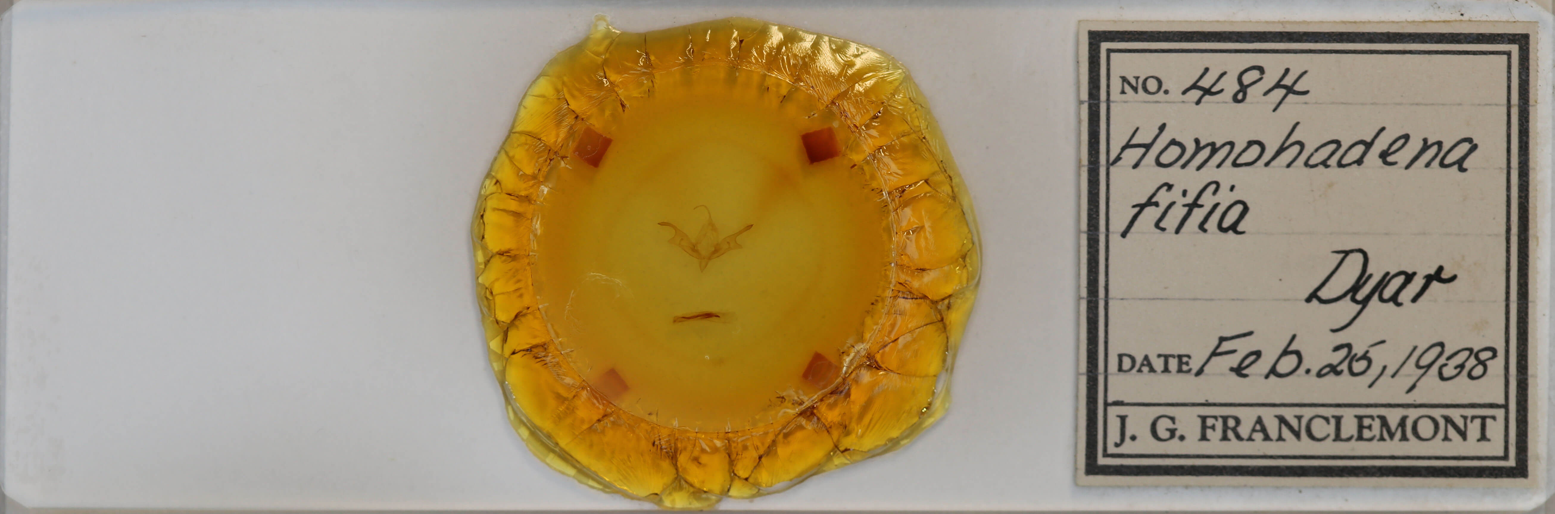 slide view of adult Sympistis sp.