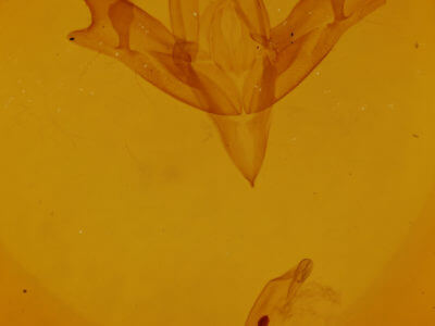 genitalia view of adult Sympistis infixa?