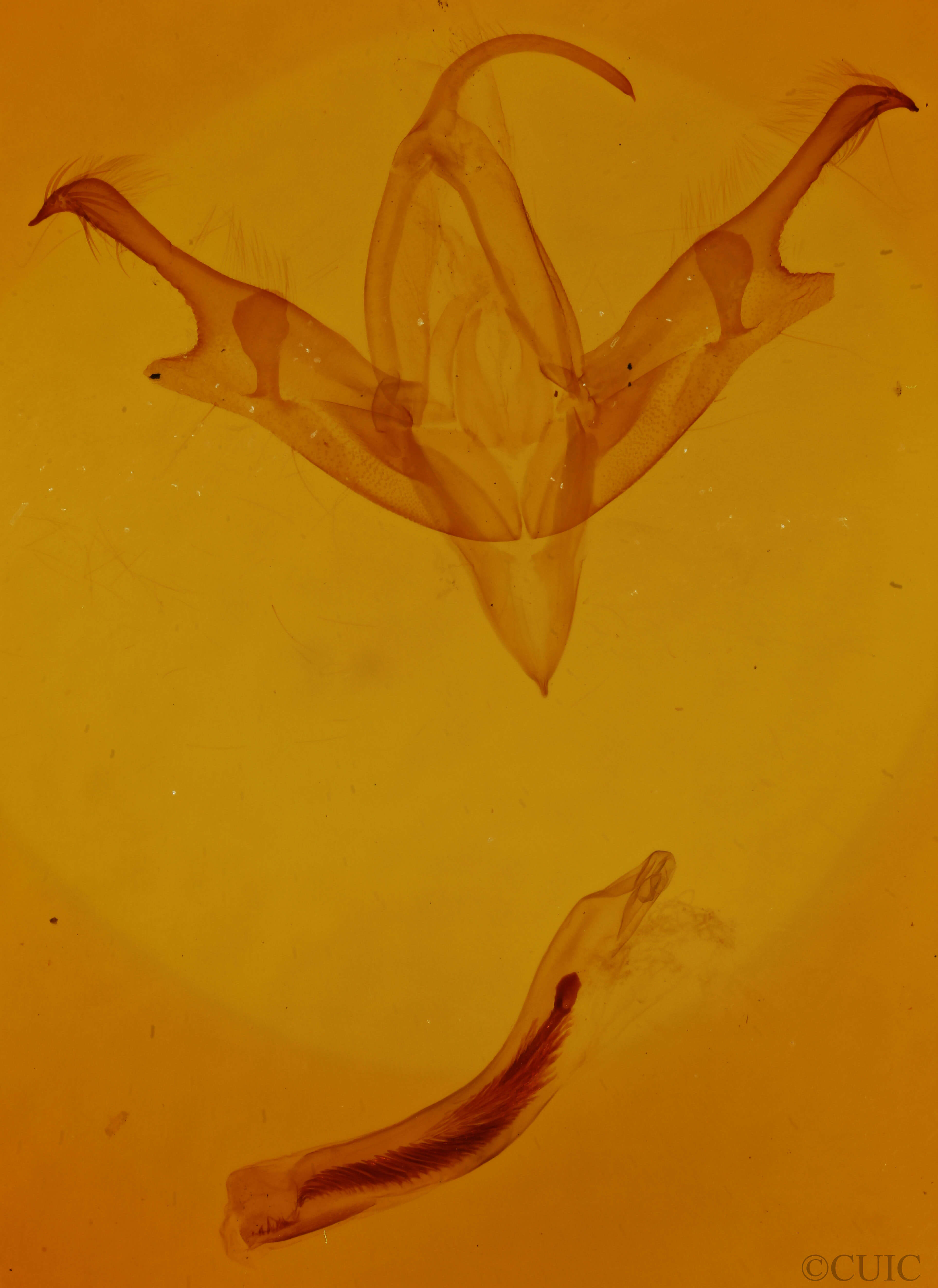 genitalia view of adult Sympistis infixa?